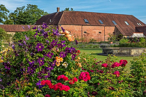 THE_WALLED_GARDEN_AT_COWDRAY_WEST_SUSSEX_CLEMATIS_AND_RED_ROSE_WITH_FOUNTAIN_AND_LAWN