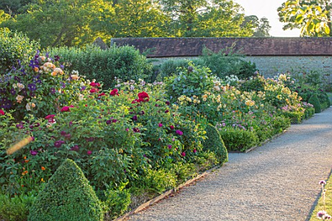 THE_WALLED_GARDEN_AT_COWDRAY_WEST_SUSSEX_GRAVEL_PATH_BORDERS_ROSES_BOX_EDGED_BEDS_PARTERRES_ENGLISH_