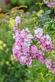 THE WALLED GARDEN AT COWDRAY, WEST SUSSEX: PLANT PORTRAIT OF PINK ROSE - ROSA APPLE BLOSSOM,  ENGLISH, COUNTRY, GARDENS, SUMMER