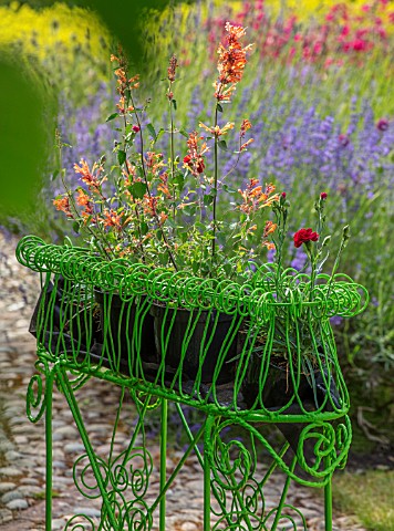 THE_WALLED_GARDEN_AT_COWDRAY_WEST_SUSSEX_ENGLISH_COUNTRY_GARDEN_GREEN_METAL_CONTAINER_ON_PATIO_PLANT