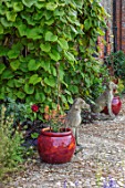 THE WALLED GARDEN AT COWDRAY, WEST SUSSEX: HOUSE ENTRANCE, STONE DOG STATUES, RED CONTAINERS, VITIS COIGNETIAE, ENGLISH, COUNTRY, GARDENS, SUMMER, CLIMBERS
