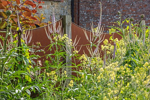 THE_WALLED_GARDEN_AT_COWDRAY_WEST_SUSSEX_ENGLISH_COUNTRY_GARDEN_BORDER_WITH_THALICTRUM_FLAVUM_SSP_GL