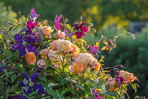 THE_WALLED_GARDEN_AT_COWDRAY_WEST_SUSSEX_PLANT_COMBINATION_ASSOCIATION_ROSES_ROSA_COMPASSION_CLEMATI
