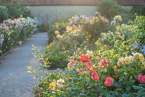THE_WALLED_GARDEN_AT_COWDRAY_WEST_SUSSEX_GRAVEL_PATH_BORDERS_ROSES_BOX_EDGED_BEDS_PARTERRES_ENGLISH_