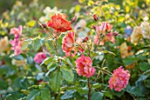 THE WALLED GARDEN AT COWDRAY, WEST SUSSEX: PLANT PORTRAIT OF ORANGE ROSE - ROSA WESTERLAND, ENGLISH, COUNTRY, GARDENS, SUMMER, SHRUB