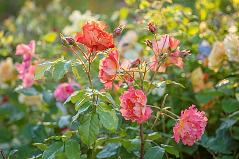THE_WALLED_GARDEN_AT_COWDRAY_WEST_SUSSEX_PLANT_PORTRAIT_OF_ORANGE_ROSE__ROSA_WESTERLAND_ENGLISH_COUN