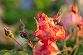 THE WALLED GARDEN AT COWDRAY, WEST SUSSEX: PLANT PORTRAIT OF ORANGE ROSE - ROSA WESTERLAND, ENGLISH, COUNTRY, GARDENS, SUMMER, SHRUB