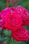THE WALLED GARDEN AT COWDRAY, WEST SUSSEX: PLANT PORTRAIT OF RED ROSE - ROSA ENGLISH, COUNTRY, GARDENS, SUMMER