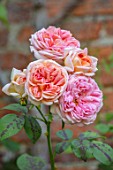 THE WALLED GARDEN AT COWDRAY, WEST SUSSEX: PLANT PORTRAIT OF PINK ROSE - ROSA ALCHEMIST. ENGLISH, COUNTRY, GARDENS, SUMMER, SHRUBS, PINK, FLOWERS