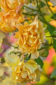 THE WALLED GARDEN AT COWDRAY, WEST SUSSEX: PLANT PORTRAIT OF YELLOW, ORANGE, ROSE - ROSA ST CLARE,  ENGLISH, COUNTRY, GARDENS, SUMMER, DECIDUOUS, SHRUBS, ROSES