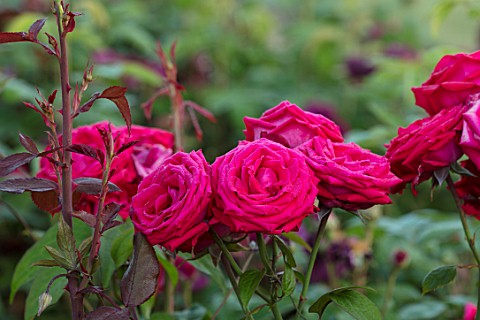THE_WALLED_GARDEN_AT_COWDRAY_WEST_SUSSEX_PLANT_PORTRAIT_OF_RED_ROSE__ROSA_ENGLISH_COUNTRY_GARDENS_SU