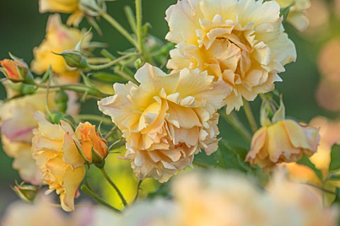 THE_WALLED_GARDEN_AT_COWDRAY_WEST_SUSSEX_PLANT_PORTRAIT_OF_YELLOW_ORANGE_ROSE__ROSA_ST_CLARE__ENGLIS