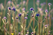 THE WALLED GARDEN AT COWDRAY, WEST SUSSEX: PLANT PORTRAIT OF PURPLE, BLUE FLOWERS OF VERBENA BONARIENSIS, PERENNIALS, FLOWERING, BLOOMS, BLOOMING