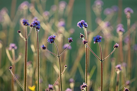 THE_WALLED_GARDEN_AT_COWDRAY_WEST_SUSSEX_PLANT_PORTRAIT_OF_PURPLE_BLUE_FLOWERS_OF_VERBENA_BONARIENSI