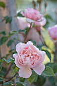 WYNYARD HALL, COUNTY DURHAM: CLOSE UP PORTRAIT OF PINK ROSE - ROSA THE GENEROUS GARDENER. FLOWERS, SHRUBS, JUNE, SUMMER
