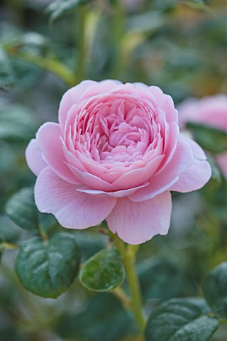 WYNYARD_HALL_COUNTY_DURHAM_CLOSE_UP_PORTRAIT_OF_PINK_ROSE__ROSA_QUEEN_OF_SWEDEN_FLOWERS_SHRUBS_JUNE_