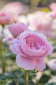 WYNYARD HALL, COUNTY DURHAM: CLOSE UP PORTRAIT OF PINK ROSE - ROSA QUEEN OF SWEDEN. FLOWERS, SHRUBS, JUNE, SUMMER, AUSTIGER, PERFUMED, SCENTED, PALE