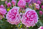 WYNYARD HALL, COUNTY DURHAM: CLOSE UP PORTRAIT OF PINK ROSE - ROSA COMTE DE CHAMBORD. FLOWERS, SHRUBS, JUNE, SUMMER