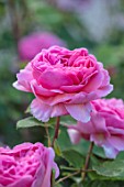 WYNYARD HALL, COUNTY DURHAM: CLOSE UP PORTRAIT OF PINK ROSE - ROSA PRINCESS ALEXANDER OF KENT. FLOWERS, SHRUBS, JUNE, SUMMER