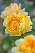WYNYARD HALL, COUNTY DURHAM: CLOSE UP PORTRAIT OF YELLOW, PALE, ORANGE,  FLOWERS OF ROSE - ROSA MOLINEUX . FLOWERS, SHRUBS, JUNE, SUMMER
