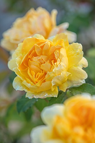 WYNYARD_HALL_COUNTY_DURHAM_CLOSE_UP_PORTRAIT_OF_YELLOW_PALE_ORANGE__FLOWERS_OF_ROSE__ROSA_MOLINEUX__