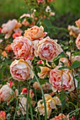 WYNYARD HALL, COUNTY DURHAM: CLOSE UP PORTRAIT OF FLOWERS, PETALS OF ORANGE, APRICOT ROSE - ROSA LADY OF SHALOT . FLOWERS, SHRUBS, JUNE, SUMMER