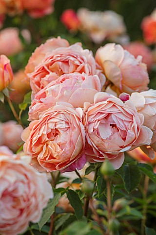 WYNYARD_HALL_COUNTY_DURHAM_CLOSE_UP_PORTRAIT_OF_FLOWERS_PETALS_OF_ORANGE_APRICOT_ROSE__ROSA_LADY_OF_