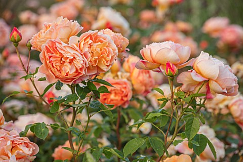 WYNYARD_HALL_COUNTY_DURHAM_CLOSE_UP_PORTRAIT_OF_FLOWERS_PETALS_OF_ORANGE_APRICOT_ROSE__ROSA_LADY_OF_