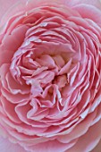 WYNYARD HALL, COUNTY DURHAM: CLOSE UP PORTRAIT OF PINK ROSE - ROSA QUEEN OF SWEDEN. FLOWERS, SHRUBS, JUNE, SUMMER, AUSTIGER, PERFUMED, SCENTED, PALE, ABSTRACT