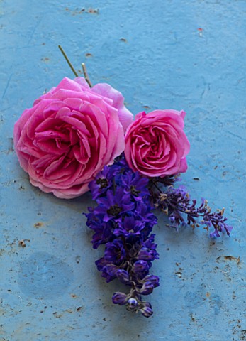 WYNYARD_HALL_COUNTY_DURHAM_STILL_LIFE_OF_ROSE_AND_PERENNIALS_PLANTED_WITH_THEM_ON_BLUE_TABLE__PINK_R