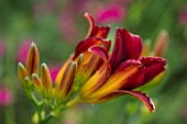 MALVERLEYS, HAMPSHIRE: RED, ORANGE FLOWERS OF DAY LILY, DAYLILIES, HEMEROCALLIS, SUMMER