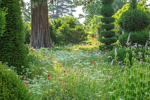 MALVERLEYS_HAMPSHIRE_SUMMER_MEADOW_GARDEN_ANNUAL_POPPIES_AMMI_MAJUS_CLIPPED_TOPIARY_YEW_TREES_WILDFL