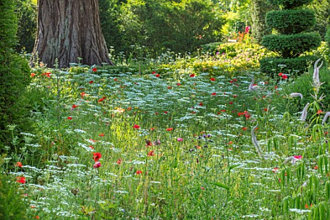 MALVERLEYS_HAMPSHIRE_SUMMER_MEADOW_GARDEN_ANNUAL_POPPIES_AMMI_MAJUS_CLIPPED_TOPIARY_YEW_TREES_WILDFL