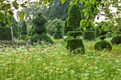 MALVERLEYS, HAMPSHIRE: SUMMER, MEADOW GARDEN, ANNUAL POPPIES, AMMI MAJUS, CLIPPED TOPIARY YEW, TREES, WILDFLOWERS, MEADOWS