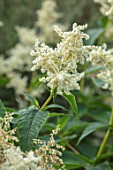 MALVERLEYS, HAMPSHIRE: CLOSE UP PLANT PORTRAIT OF WHITE FLOWERS OF PERSICARIA POLYMORPHA SYN POLYGONUM, PERENNIALS, SUMMER