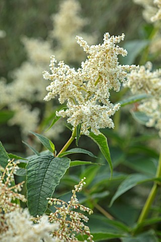 MALVERLEYS_HAMPSHIRE_CLOSE_UP_PLANT_PORTRAIT_OF_WHITE_FLOWERS_OF_PERSICARIA_POLYMORPHA_SYN_POLYGONUM
