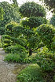 MALVERLEYS, HAMPSHIRE: CLIPPED TOPIARY TREES, SUMMER, GRAVEL GARDENS