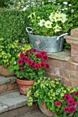 MITTON MANOR, STAFFORDSHIRE: CONTAINERS BY STEPS PLANTED WITH GERANIUMS