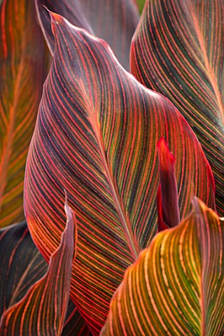 MITTON_MANOR_STAFFORDSHIRE_RED_LEAVES_OF_ABYSSINIAN_BANANA__ENSETE_VENTRICOSUM_MAURELII_VARIEGATED_F