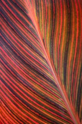 MITTON_MANOR_STAFFORDSHIRE_RED_LEAVES_OF_ABYSSINIAN_BANANA__ENSETE_VENTRICOSUM_MAURELII_VARIEGATED_F