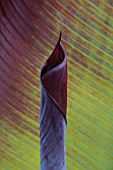 MITTON MANOR, STAFFORDSHIRE: RED LEAVES OF ABYSSINIAN BANANA - ENSETE VENTRICOSUM MAURELII. VARIEGATED, FOLIAGE, SEMI EVERGREEN, PERENNIALS, MUSA