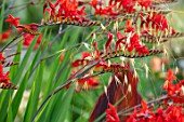 MITTON MANOR, STAFFORDSHIRE: CLOSE UP OF RED FLOWERS OF CROCOSMIA LUCIFER. STIPA GIGANTEA, DECIDUOUS, PERENNIALS, GRASSES