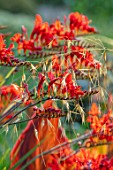 MITTON MANOR, STAFFORDSHIRE: CLOSE UP OF RED FLOWERS OF CROCOSMIA LUCIFER. STIPA GIGANTEA, DECIDUOUS, PERENNIALS, GRASSES