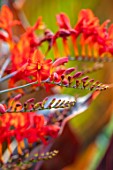 MITTON MANOR, STAFFORDSHIRE: CLOSE UP OF RED FLOWERS OF CROCOSMIA LUCIFER. DECIDUOUS, PERENNIALS