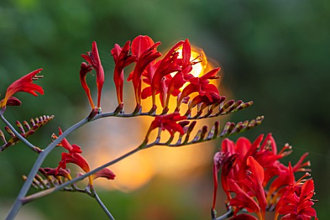 MITTON_MANOR_STAFFORDSHIRE_CLOSE_UP_OF_RED_FLOWERS_OF_CROCOSMIA_LUCIFER_DECIDUOUS_PERENNIALS