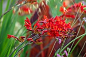 MITTON MANOR, STAFFORDSHIRE: CLOSE UP OF RED FLOWERS OF CROCOSMIA LUCIFER. DECIDUOUS, PERENNIALS