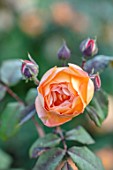 MITTON MANOR, STAFFORDSHIRE: CLOSE UP PLANT PORTRAIT OF ROSA LADY EMMA HAMILTON. ORANGE, APRICOT, ROSE, PERENNIAL, LATE SUMMER, FLOWER