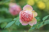 MITTON MANOR, STAFFORDSHIRE: CLOSE UP PLANT PORTRAIT OF ROSA LADY EMMA HAMILTON. ORANGE, APRICOT, PINK. ROSE, PERENNIAL, LATE SUMMER, FLOWER