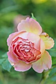 MITTON MANOR, STAFFORDSHIRE: CLOSE UP PLANT PORTRAIT OF ROSA LADY EMMA HAMILTON. ORANGE, APRICOT, PINK. ROSE, PERENNIAL, LATE SUMMER, FLOWER