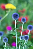 MITTON MANOR, STAFFORDSHIRE: CLOSE UP PLANT PORTRAIT OF THE FLOWERS OF ECHINOPS VEITCHS BLUE. PERENNIAL, GLOBES,SPIKY, BEE-FRIENDLY, LATE SUMMER FLOWERING